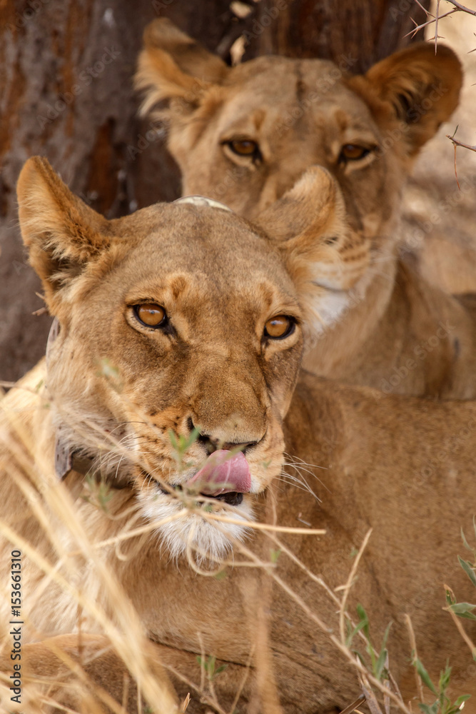 Lion Wearing Radio Collar - Okavango Delta - Moremi N.P.