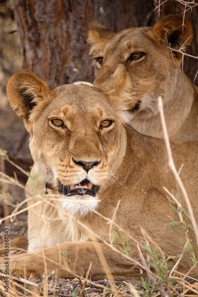 Lion Wearing Radio Collar - Okavango Delta - Moremi N.P. Lion Wearing Radio Collar - Okavango Delta - Moremi N.P.