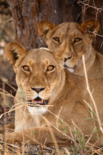 Lion - Okavango Delta - Moremi N.P. © Sam D'Cruz