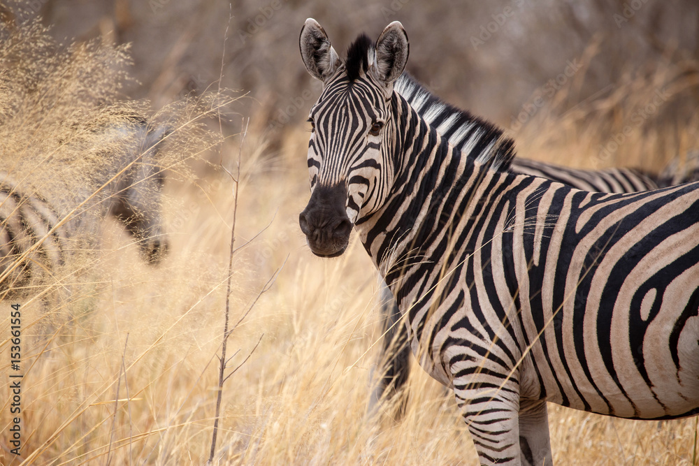 Obraz premium Zebra - Okavango Delta - Moremi N.P.