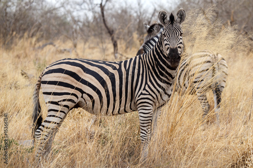 Zebra - Okavango Delta - Moremi N.P.