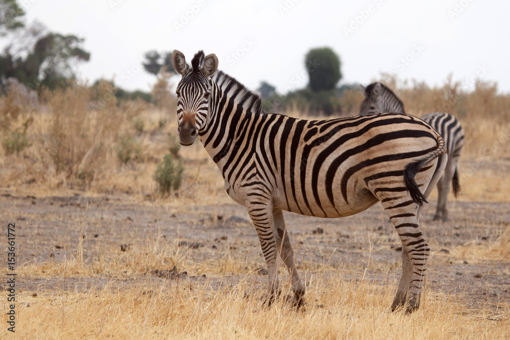Zebra - Okavango Delta - Moremi N.P. Zebra - Okavango Delta - Moremi N.P.