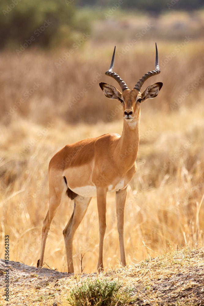 Impala - Okavango Delta - Moremi N.P. Impala - Okavango Delta - Moremi N.P.