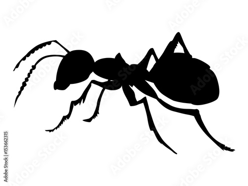 ordinary ant