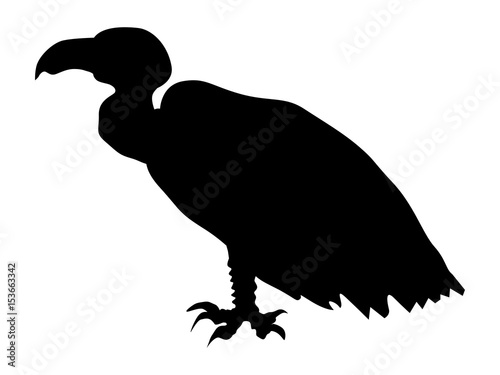 vulture