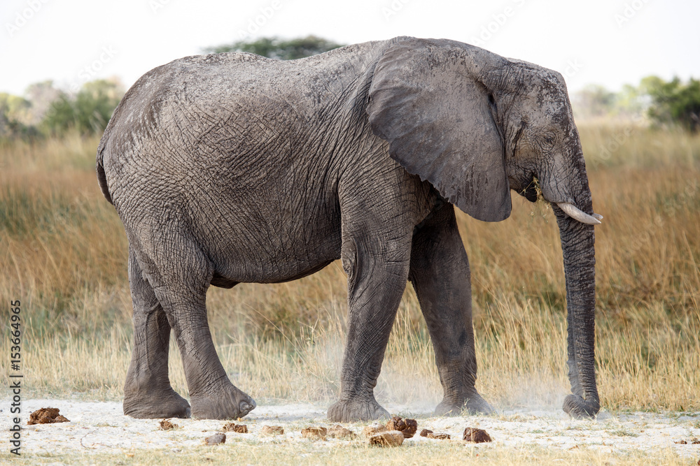 Fototapeta premium Elephant - Okavango Delta - Moremi N.P.