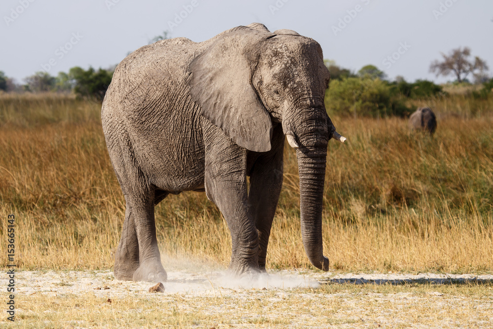 Obraz premium Elephant - Okavango Delta - Moremi N.P.