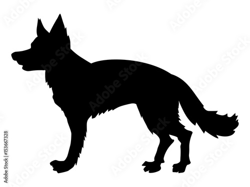 german shepherd