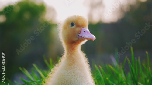 Little cute yellow duckling on green grass