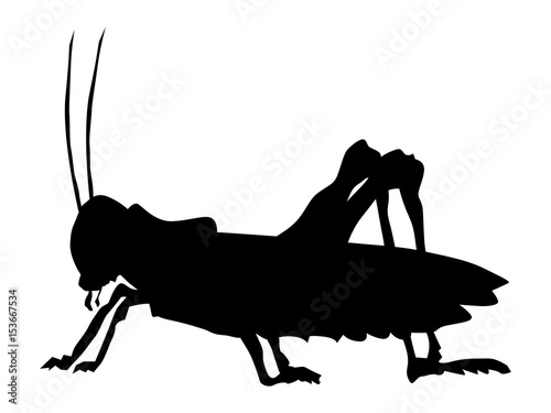 Tablou canvas grasshopper