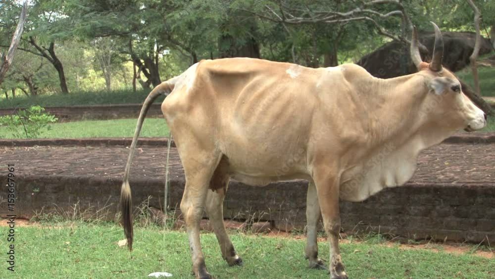 Cow peeing at Temple in Polonnaruwa, Sri Lanka Cow peeing at Temple in Polonnaruwa, Sri Lanka