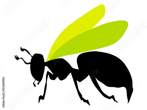 wasp