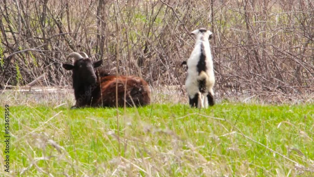 Young goatling are playing on a meadow Young goatling are playing on a meadow