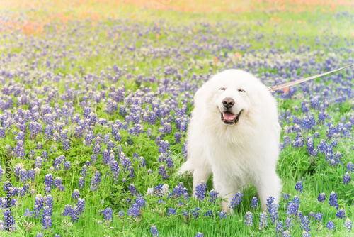 Fototapeta Naklejka Na Ścianę i Meble -  Portrait of a big fluffy white Great Pyrenees dog on Bluebonnet and Indian paintbrush field outside of Dallas, Texas, USA at springtime.Large dog breed with blooming wildflower.