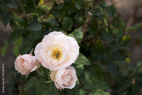 Roses at Balboa Park in San Diego  California