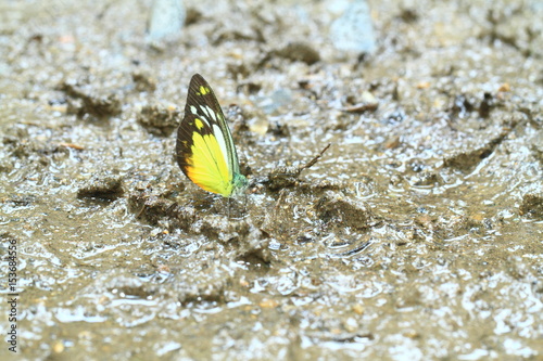 Butterfly  of Kaengkrachan National Park photo