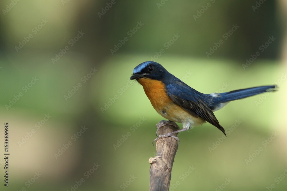 Hill Blue Flycatcher-Cyornis banyumas Hill Blue Flycatcher-Cyornis banyumas