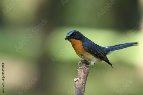 Hill Blue Flycatcher-Cyornis banyumas © Supaluk