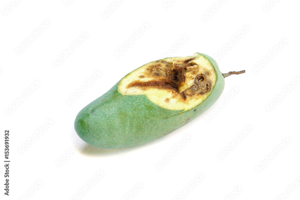 Top View Rotten Mango with Worms on White Background Stock Image - Image of  putrid, hole: 273503067