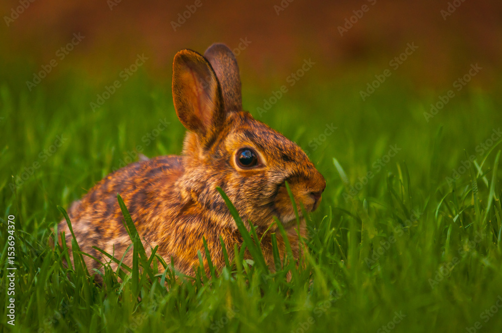 Fototapeta premium Rabbit relaxing in the grass