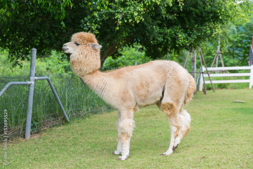 Fototapeta premium White Llamas or Alpaca (Vicugna pacos). animal concept.