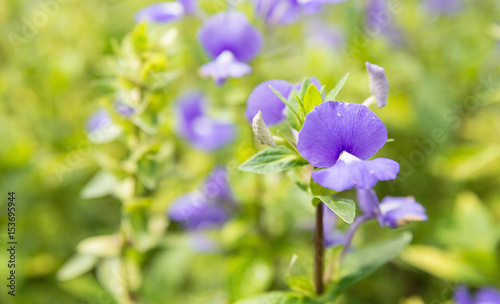 Purple white flower Otacanthus coeruleus A.Rose or Scrophulariacea or Brazilian Snapdragon or Amazon Blue or Blue Hawaii in the garden photo