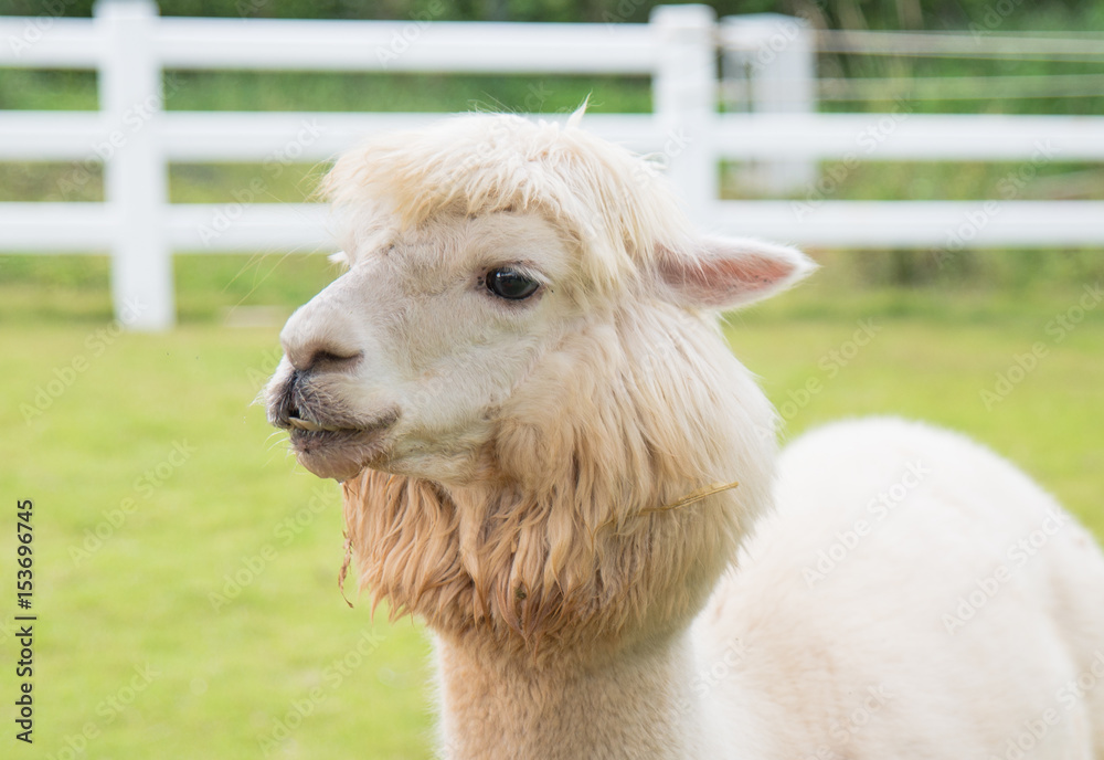 White Llamas or Alpaca (Vicugna pacos). animal concept. White Llamas or Alpaca (Vicugna pacos). animal concept.