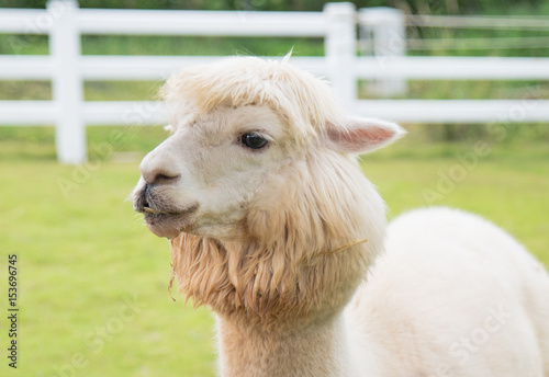 White Llamas or Alpaca (Vicugna pacos). animal concept.