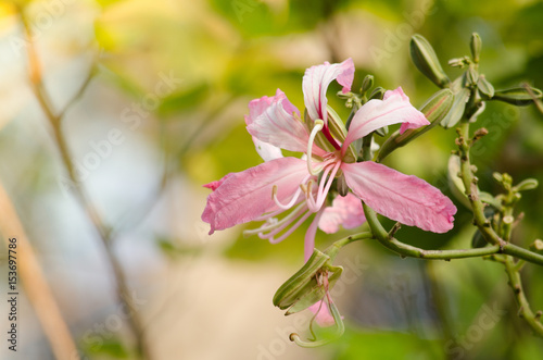 Mountain-ebony Kachnar is blooming on dry season