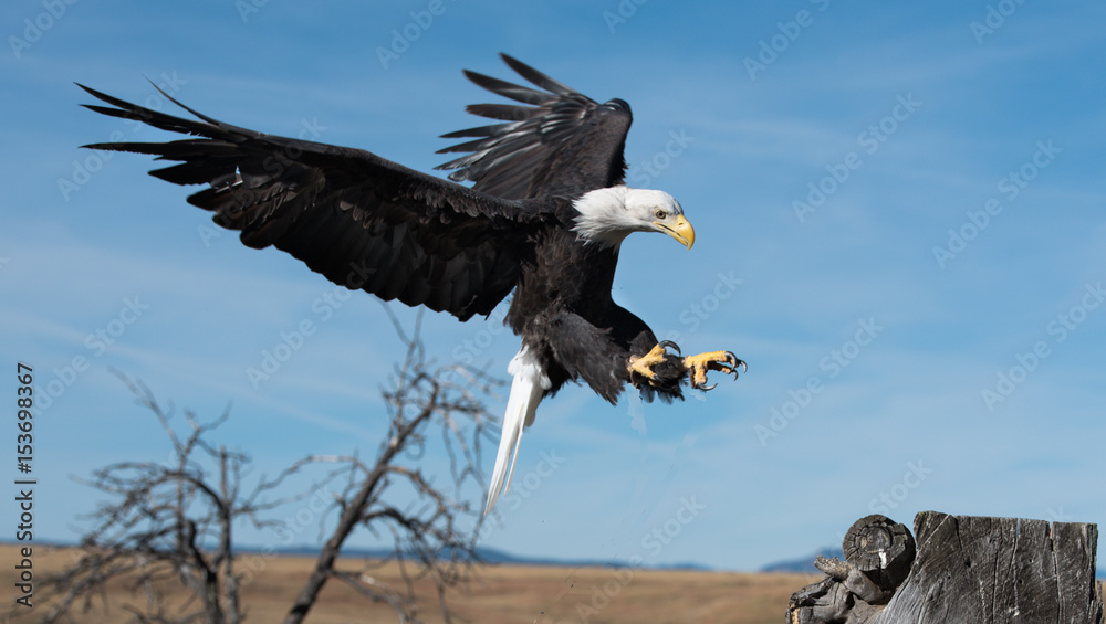 Obraz premium Preparing to Land