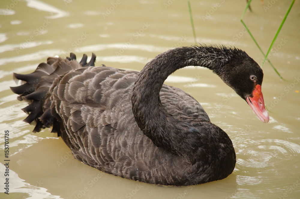Fototapeta premium Black swan is floatting in the bloom