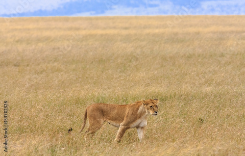 Lioness in the savannah of Masai Mara  Kenya 