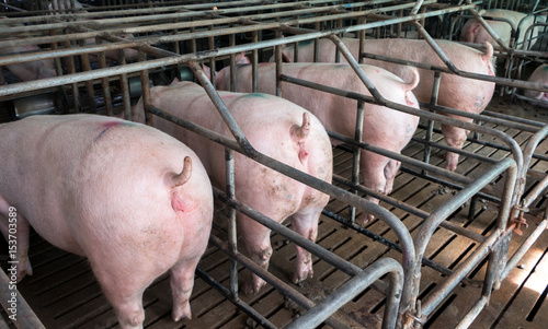 pigs in the pig farm