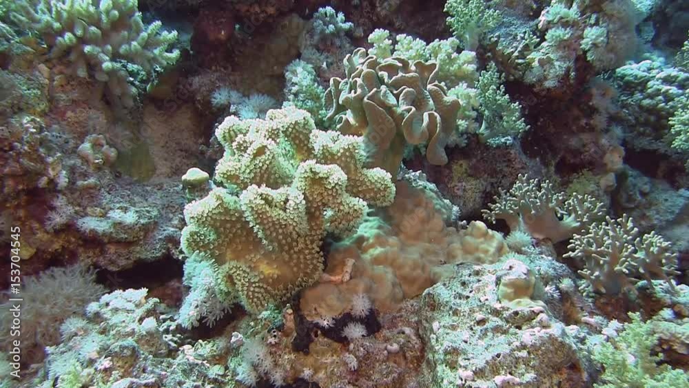 Egypt, diving the Red sea, Soft corel and reef fish Egypt, diving the Red sea, Soft corel and reef fish
