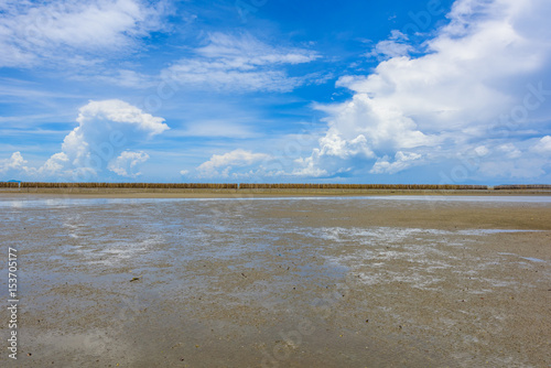 mangrove forest, beach , sea and blue sky at Nature Preserve and Forest photo