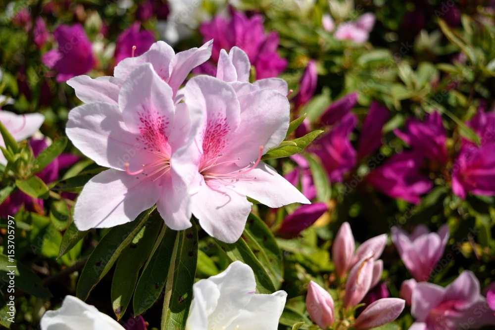 Naklejka premium ツツジ