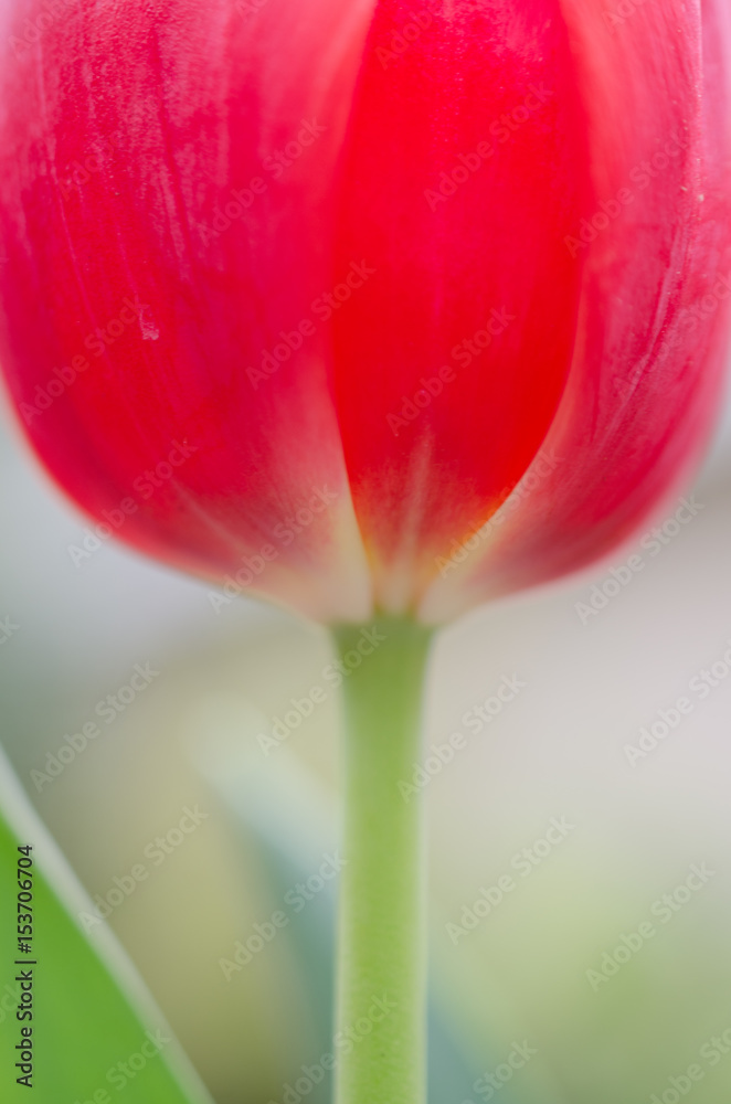 Naklejka premium Tulip