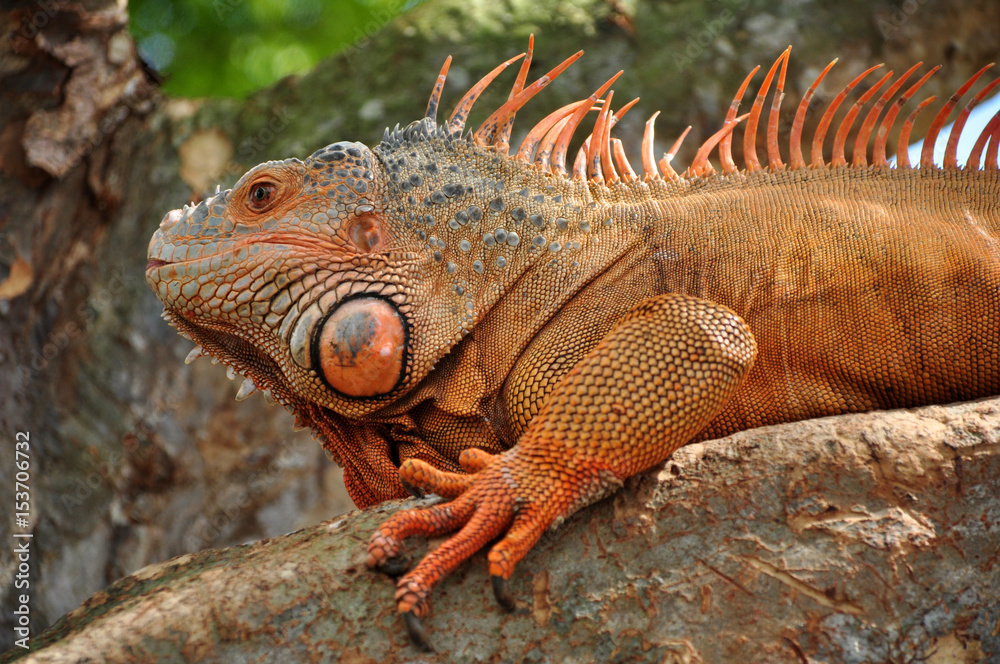 Fototapeta premium Iguana