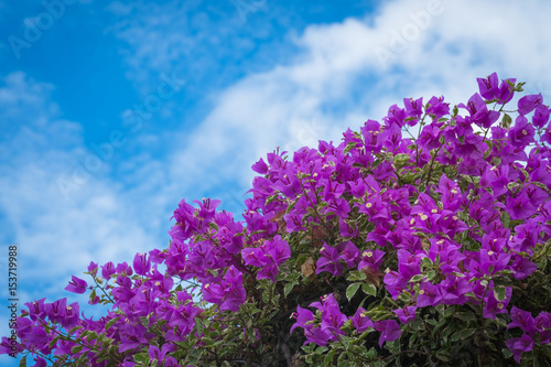 pink bougainvillea flowers against the blue sky background.