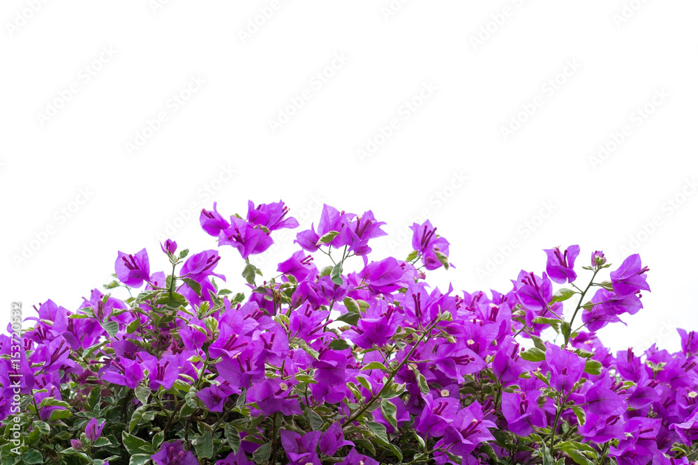 Obraz premium Pink blooming bougainvilleas isolate on white background.