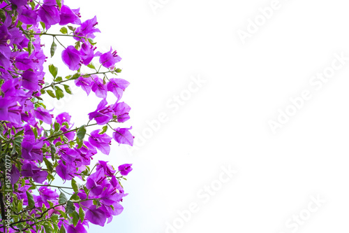 Pink blooming bougainvilleas isolate on white background.