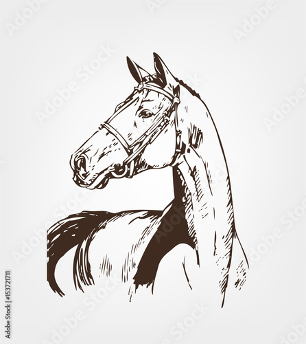 Horse Head. Portrait Pet Hand Drawn Sketch Horse. Vector