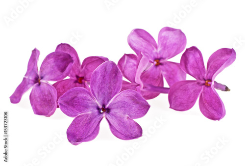 Violet lilac flowers isolated on a white background  close up