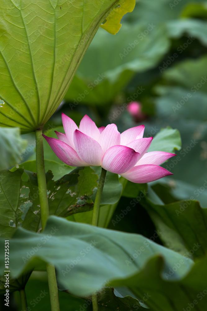 Fototapeta premium Lotus flower