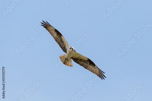 flying osprey bird © Feng Yu