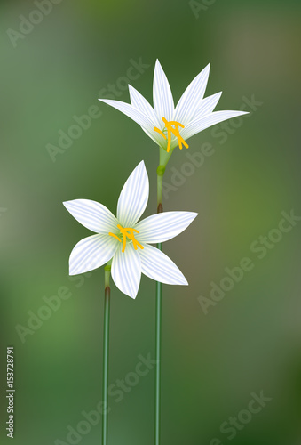 Lotus soil flower blooming ,White rain lily flower [Zephyranthes grandiflora]