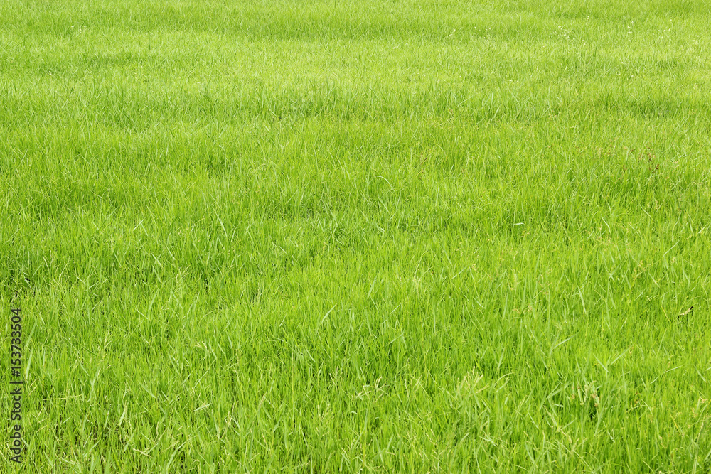 Green grass texture background. Green grass texture background.