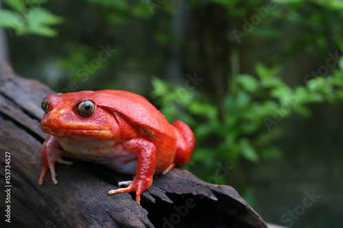 Beautiful female Tamato frog in natural background with selective focus © Krisda