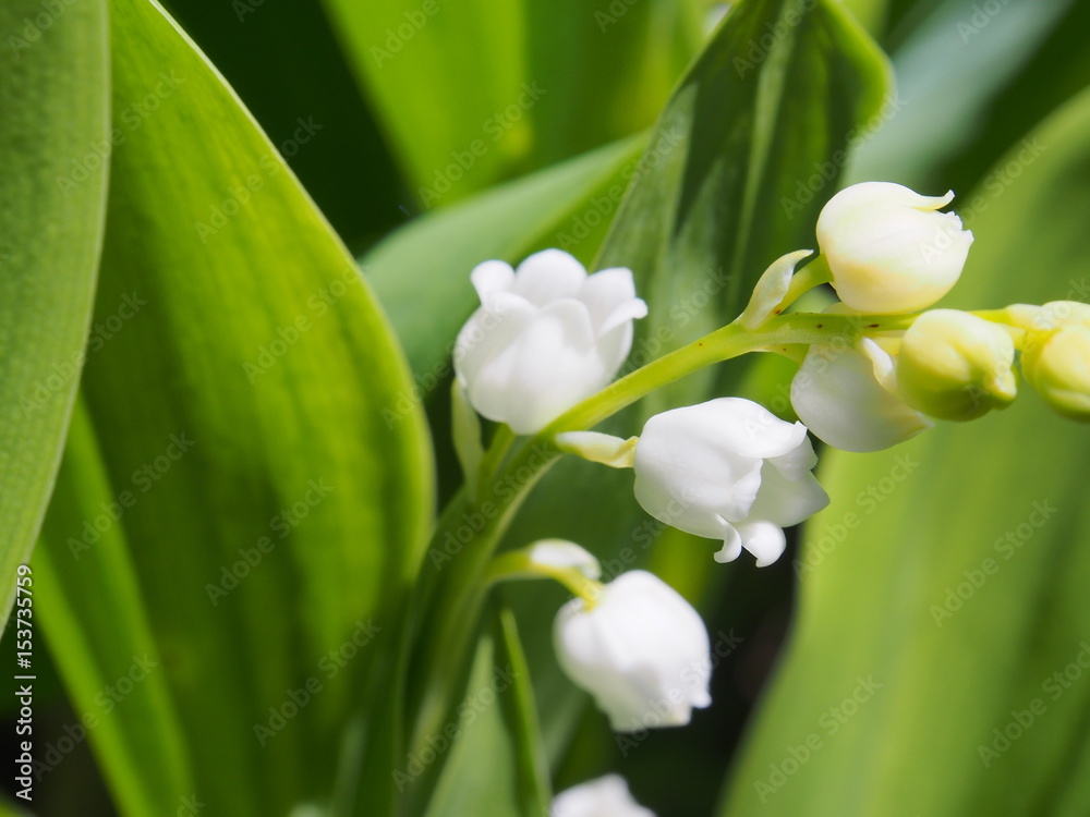 Fototapeta premium スズラン
