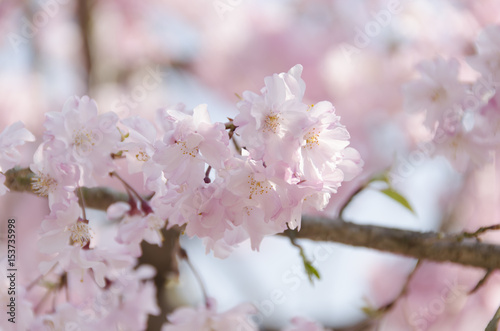 宮島の桜   © salyu